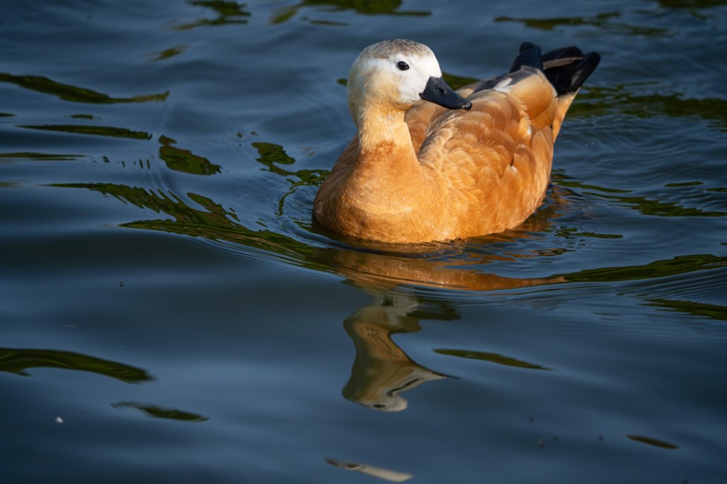 Sony FE 400-800mm F6.3-8 G OSS ruddy shelduck sample image.