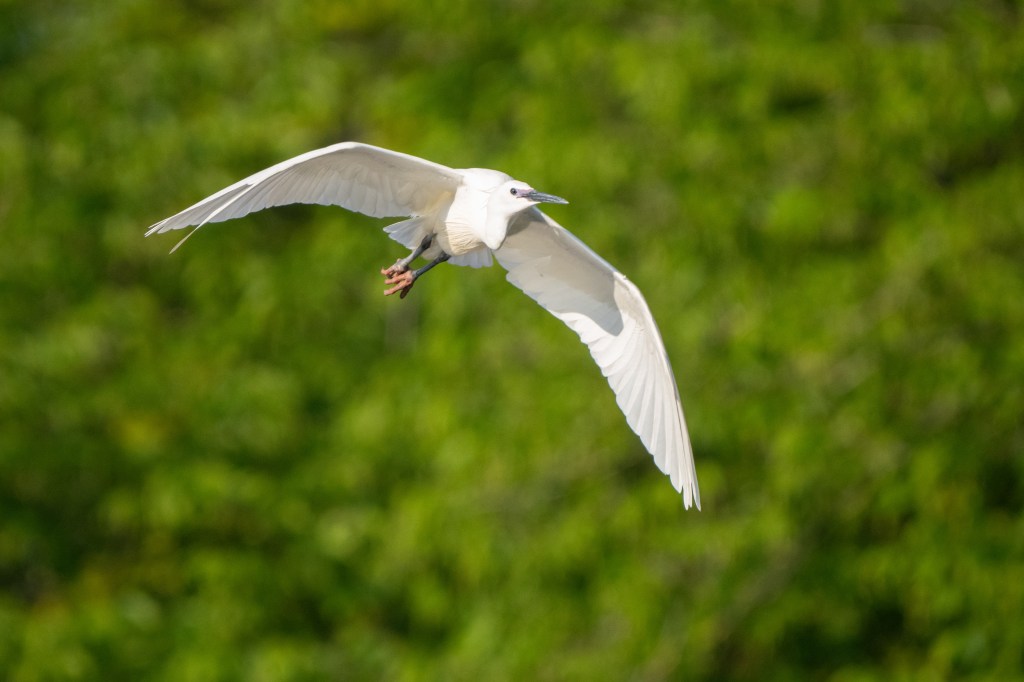 Sony FE 400-800mm F6.3-8 G OSS egret in flight sample image. 