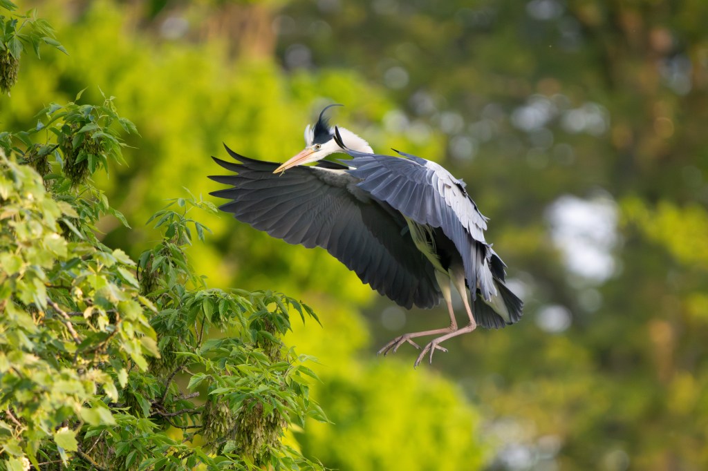 Sony FE 400-800mm F6.3-8 G OSS heron in flight sample image