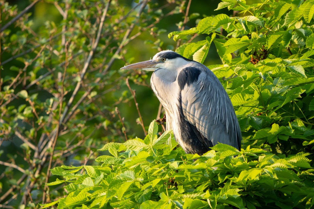 Sony FE 400-800mm F6.3-8 G OSS heron sample image.