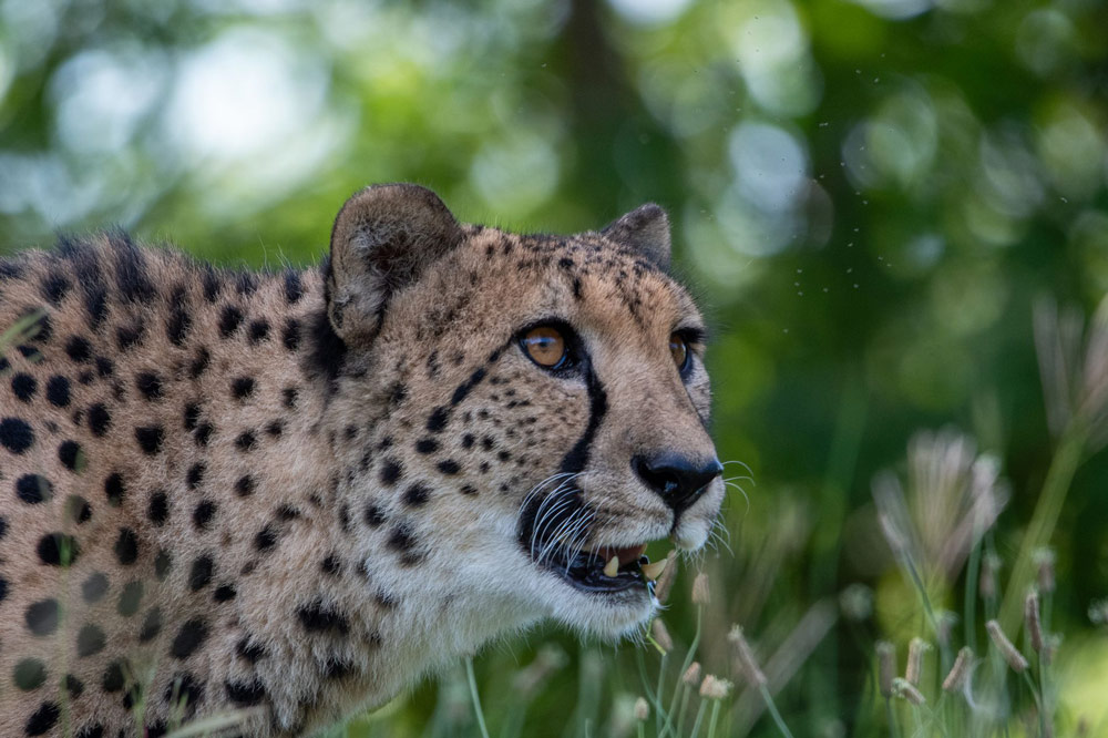 gurushots wildlife