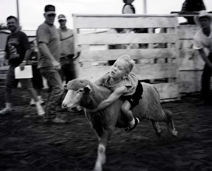 Little Buckaroo' of a junior rodeo participant during mutton busting