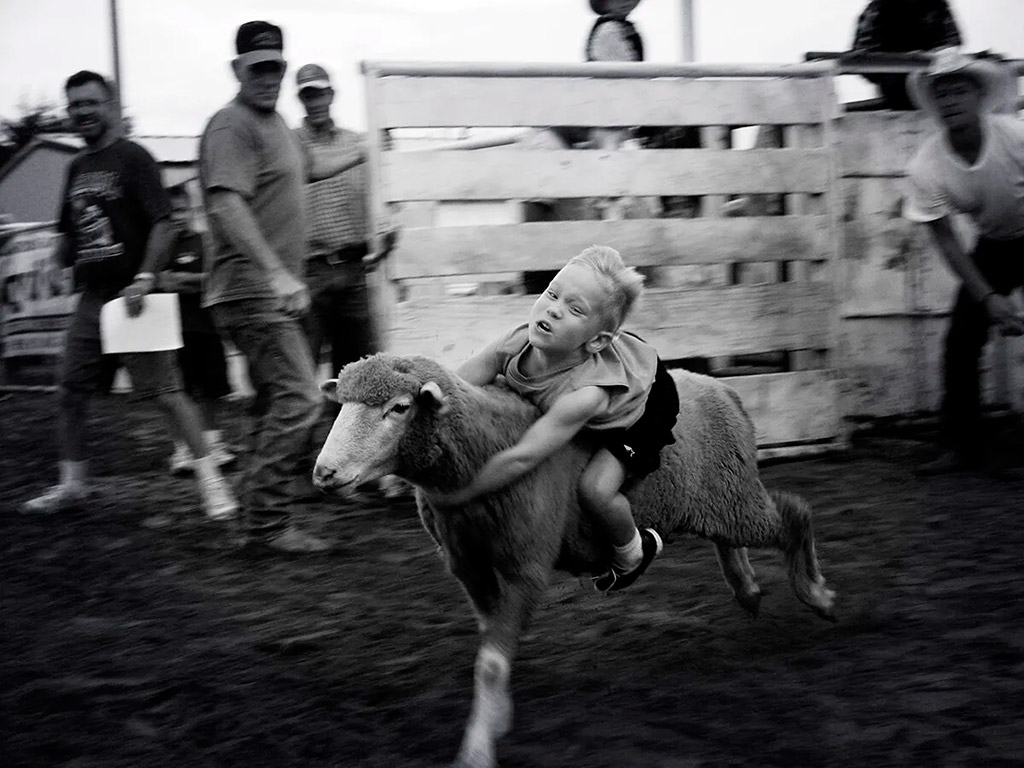 Little Buckaroo' of a junior rodeo participant during mutton busting