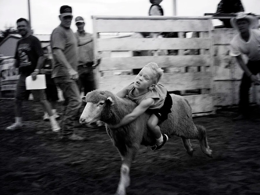 Little Buckaroo' of a junior rodeo participant during mutton busting