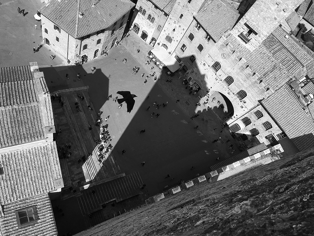 single bird flying inbetween buildings and shadows