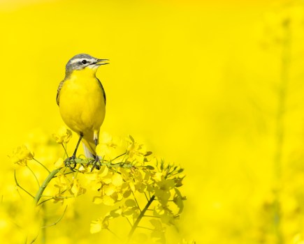 yellow wagtail in a yellow flowered field young travel photographer of the year