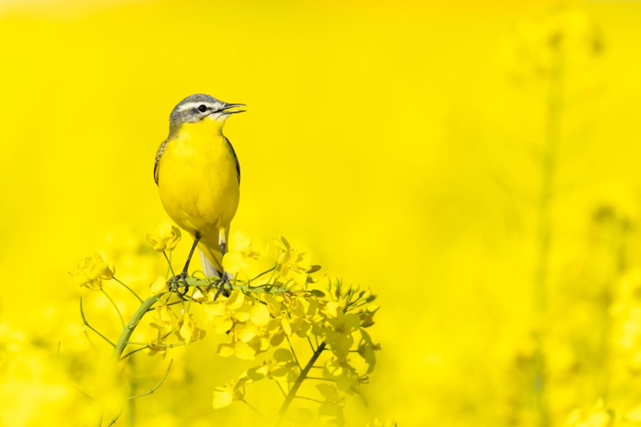 yellow wagtail in a yellow flowered field young travel photographer of the year