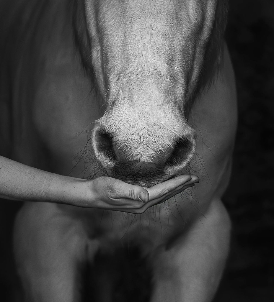 close up black & white photo of a hand under horses mouth