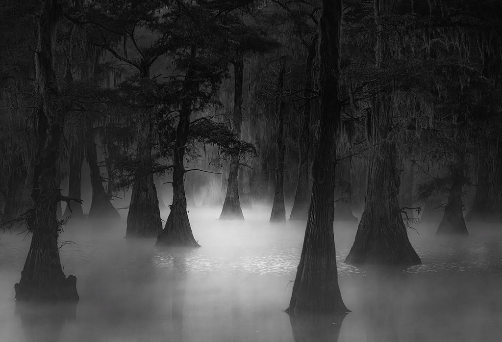 landscape scene of trees in water