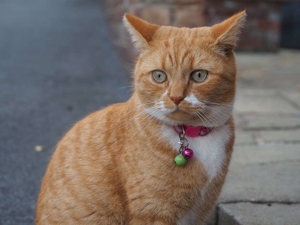 Ginger cat. ISO200. Image credit: Joshua Waller