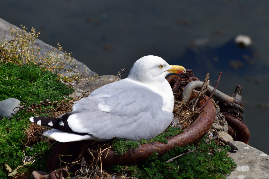Herring gull nesting in a mooring ring, Nikon D850 sample image
