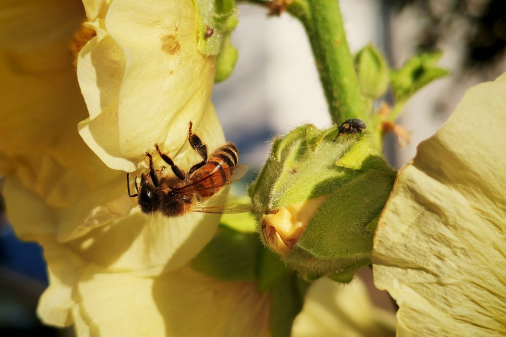 Honor 400 Macro sample image, bee