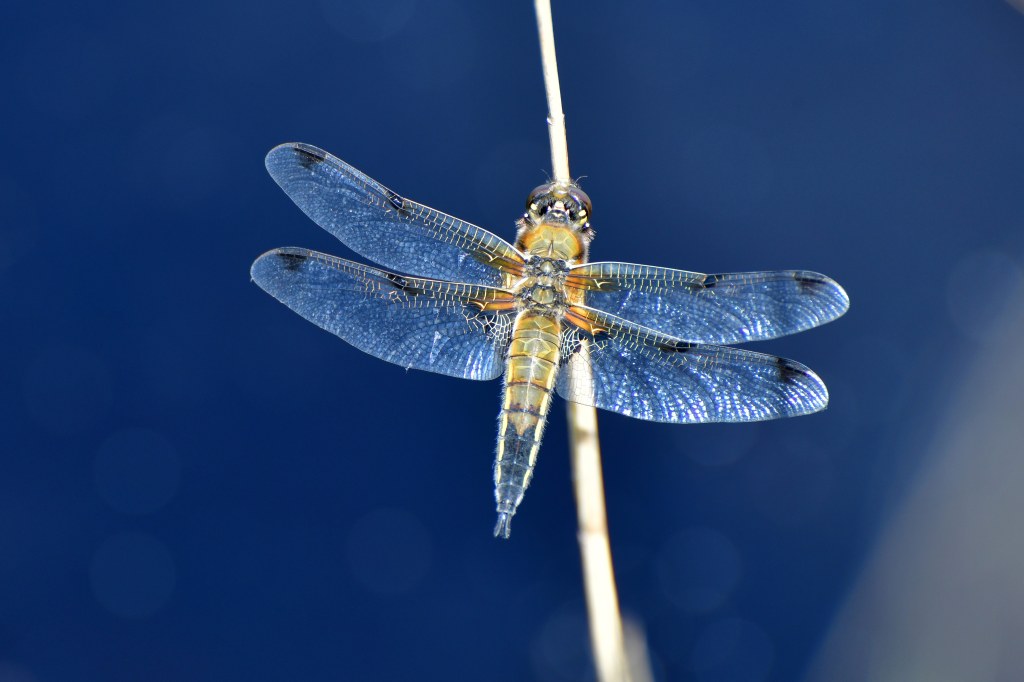 Four spotted chaser dragonfly in the Dyfi valley, Wales