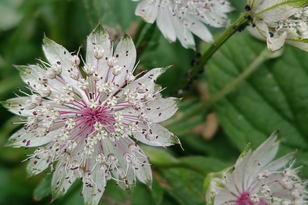 moto G56 macro flower
