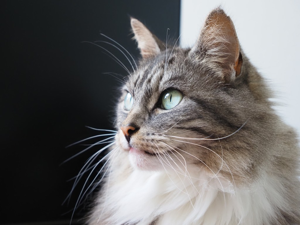 Cat. Photo credit: Joshua Waller