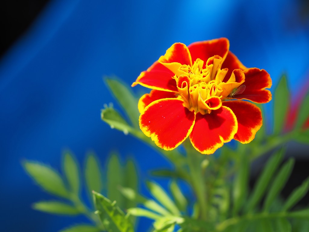 Small flower. Photo credit: Joshua Waller