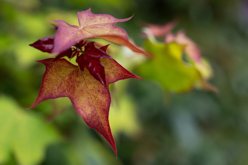 Panasonic Lumix 24-60mm F2.8 close-up leaves sample image. 