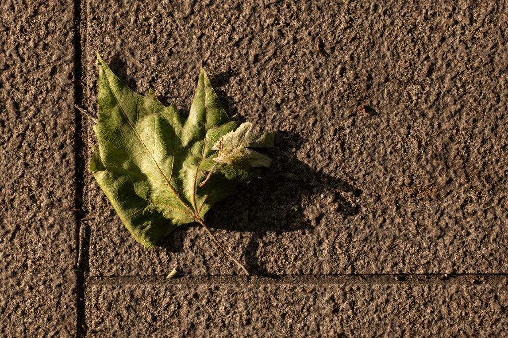 Panasonic Lumix 24-60mm F2.8 close-up leaf sample image. 