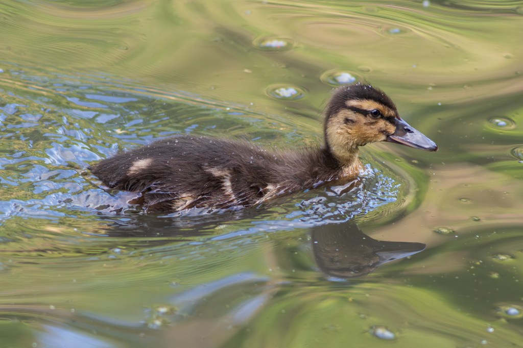 Panasonic Lumix S1IIE duckling sample image