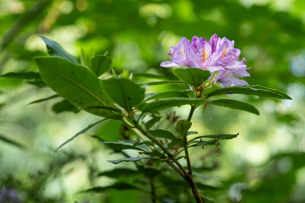 Panasonic Lumix S1IIE vintage lens sample image