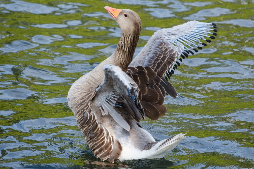 Sigma 16-300mm F3.5-6.7 goose sample image