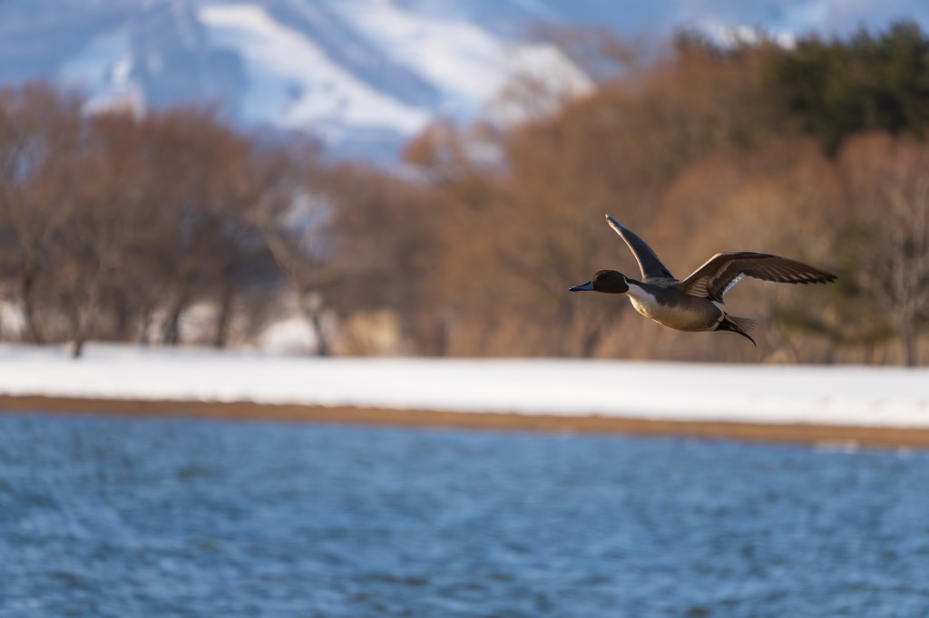 Sigma 16-300mm F3.5-6.7 flying duck sample image
