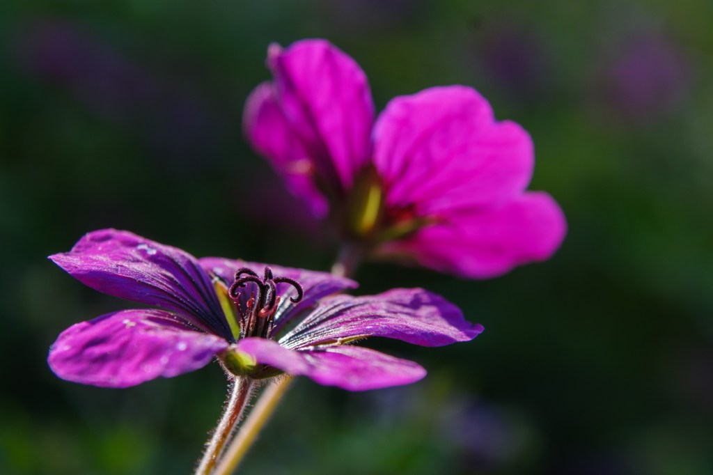 Sigma 16-300mm flower extreme close-up sample image