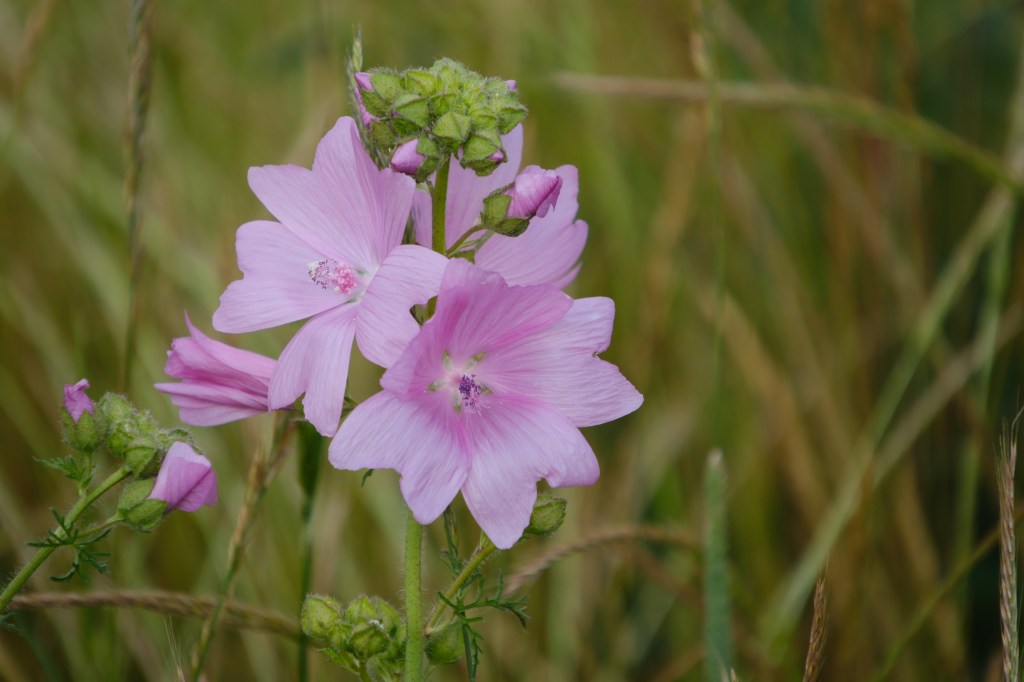Sigma 16-300mm wildflower portrait sample image