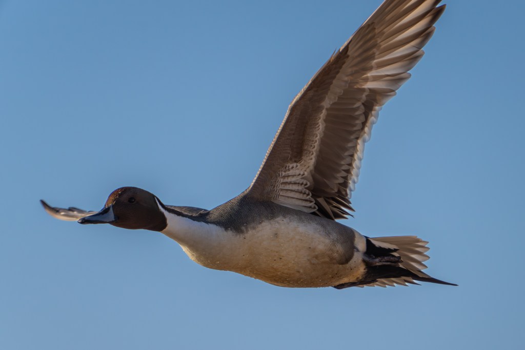 Sigma 16-300mm flying duck sample image. 