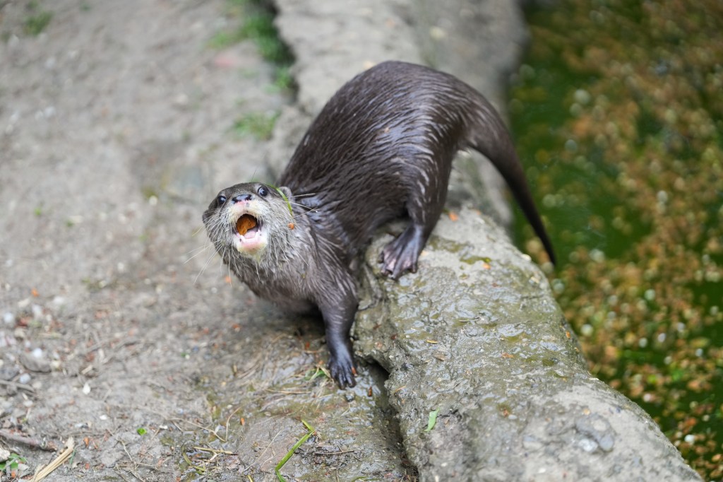 Sony FE 50-150mm F2 GM otter sample image