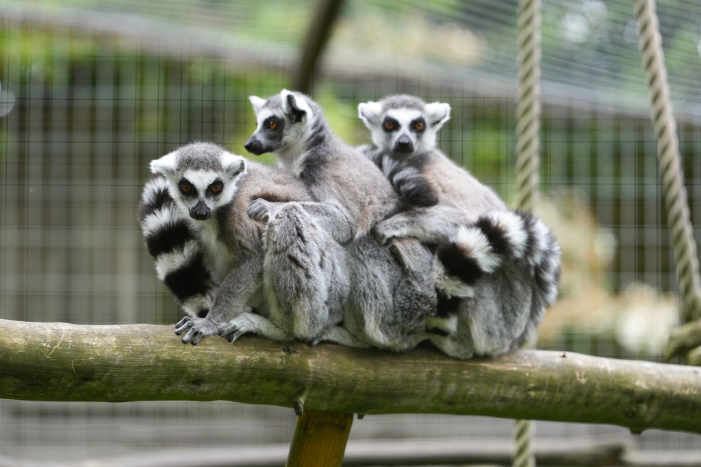 Sony FE 50-150mm F2 GM lemurs sample image