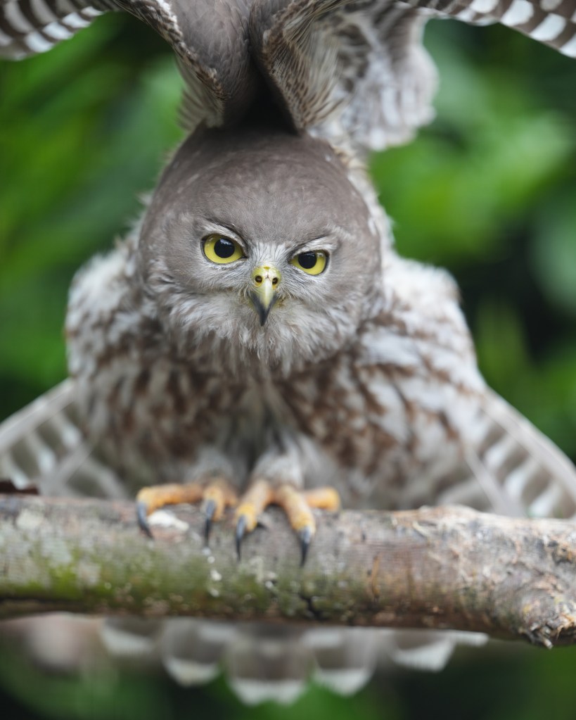 Sony FE 50-150mm F2 GM owl sample image