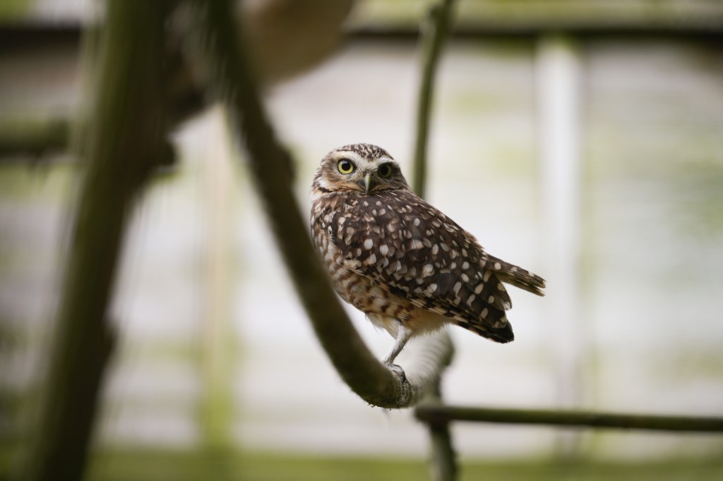 Sony FE 50-150mm F2 GM owl sample image.