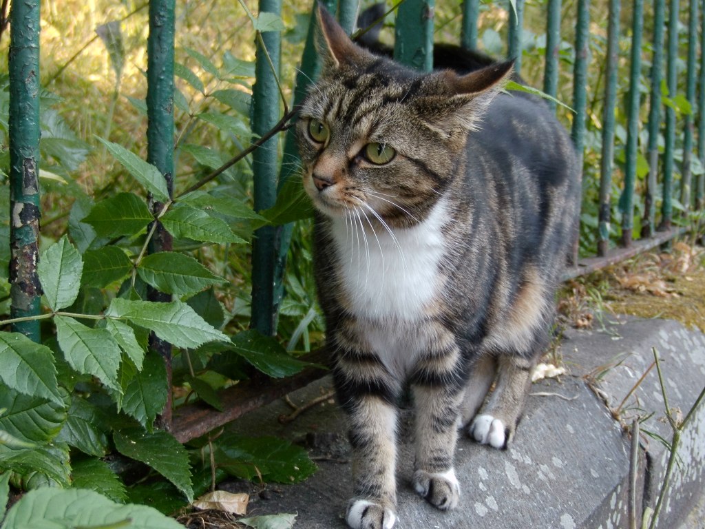 Cat, 50mm equivalent. Yashica FX-D 100. Image credit: Joshua Waller