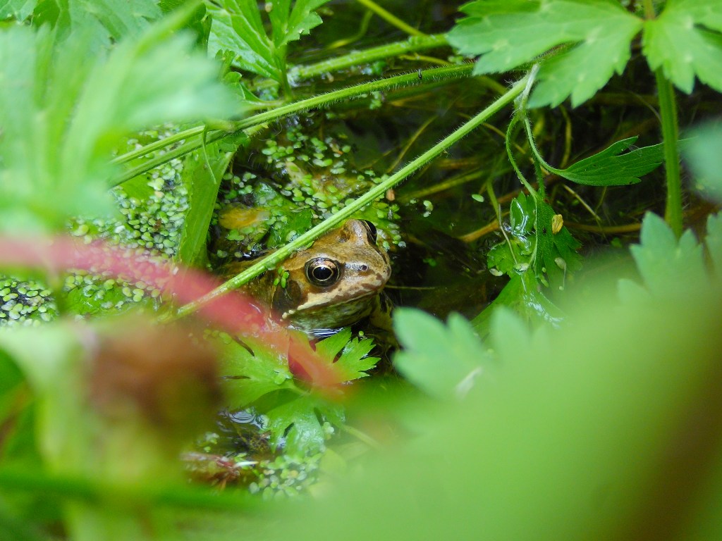 Frog close up (75mm equivalent). Yashica FX-D 100. Image credit: Joshua Waller