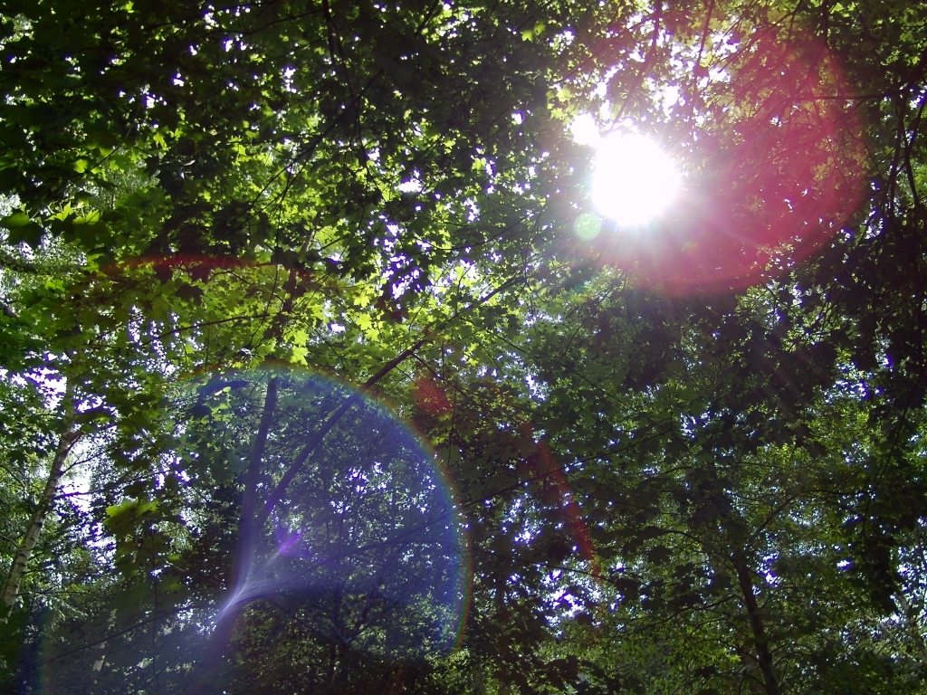 Lens flare (25mm equivalent) Yashica FX-D 100. Image credit: Joshua Waller
