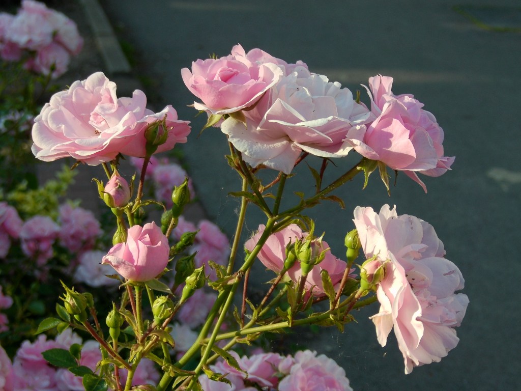 Roses. Yashica FX-D 100. Image credit: Joshua Waller