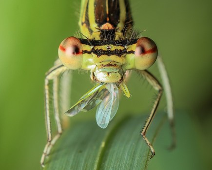 green damselfly sat on a leaf eating a fly