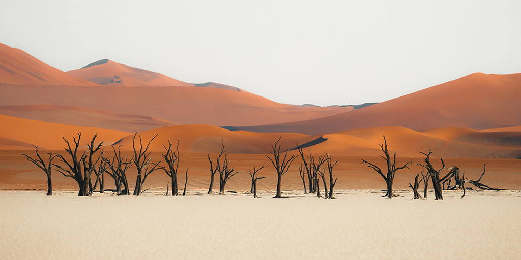 desert landscape with a row of dark leafless trees
