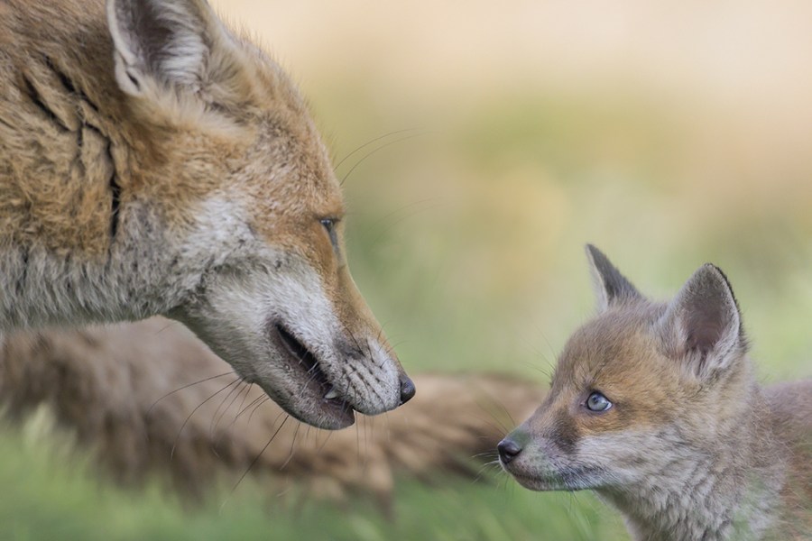 portrait of an adult fox looking at a cub