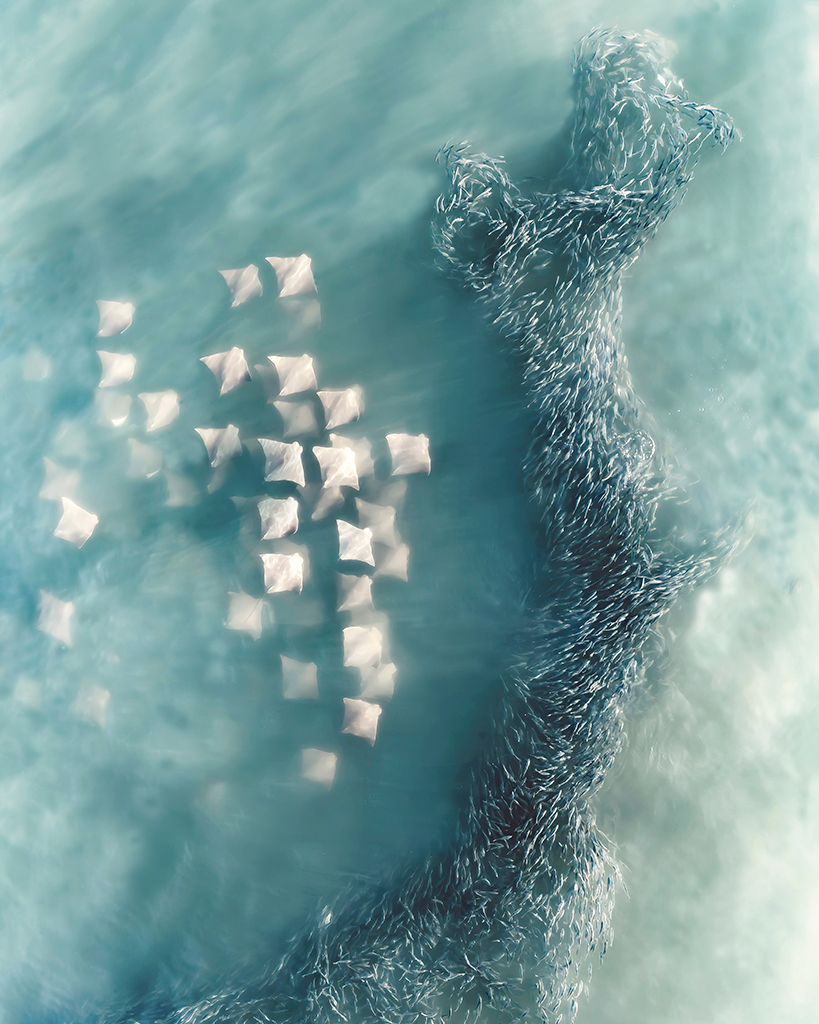 Joanna Steidle, United States Another World, 2025 International Aerial Photographer of the Year Award, A fever of cownose rays approaching a school of menhaden bait fish, taken just a few hundred feet from the coast of Southampton, NY. USA.