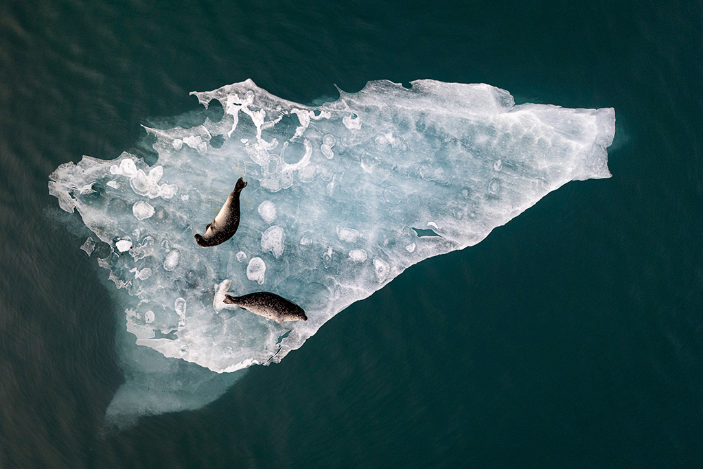 Fabien Guittard, France, Above the Ice, The Chairman's Award, 2025 International Aerial Photographer of the Year Award, Two seals lounging peacefully on a drifting slab of ice in the Jokulsarlon glacial lagoon, southern Iceland.