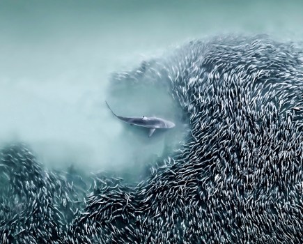 Joanna Steidle, United States The Gateway, 2025 International Aerial Photographer of the Year Award, A spinner shark hunting in a school of menhaden bait fish in the Atlantic Ocean, Southampton, NY, USA.
