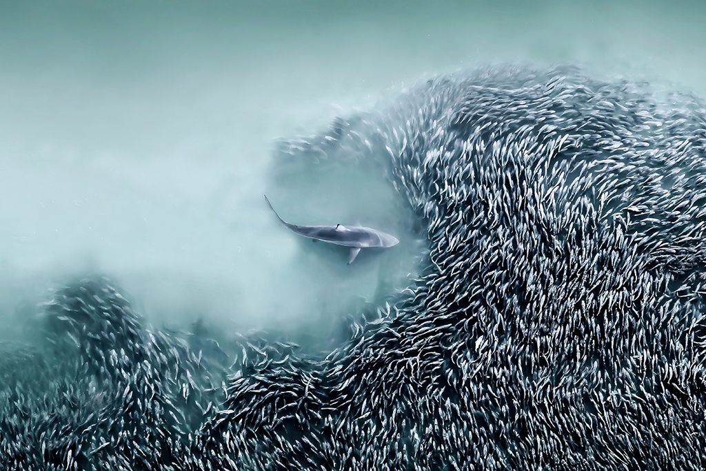 Joanna Steidle, United States The Gateway, 2025 International Aerial Photographer of the Year Award, A spinner shark hunting in a school of menhaden bait fish in the Atlantic Ocean, Southampton, NY, USA.