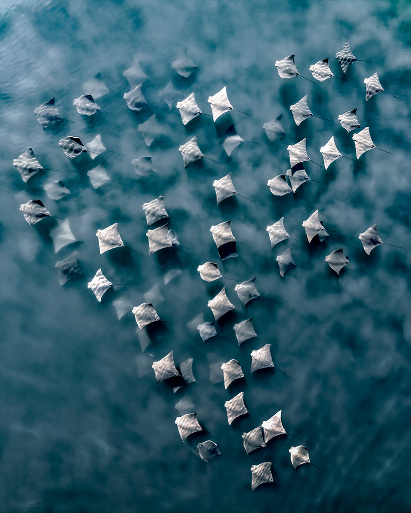 Joanna Steidle, United States, Concerto, 2025 International Aerial Photographer of the Year Award, A small fever of cownose rays stirring up sand along their travels. Taken in Southampton, NY USA, just a few hundred feet from the coast.