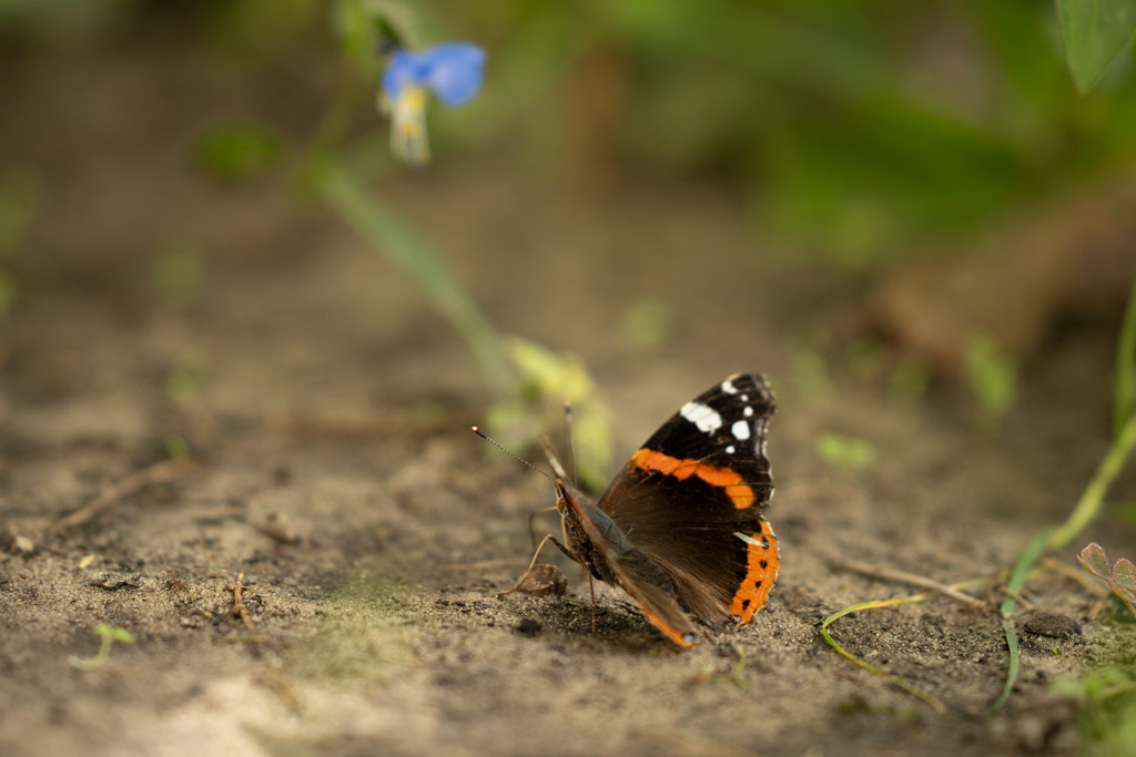Nikon Z7 II sample