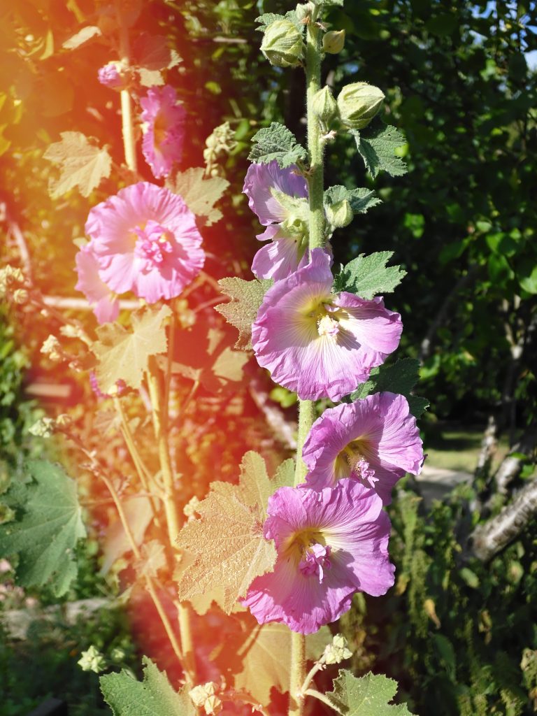 Fujifilm X half light-leak example image 1