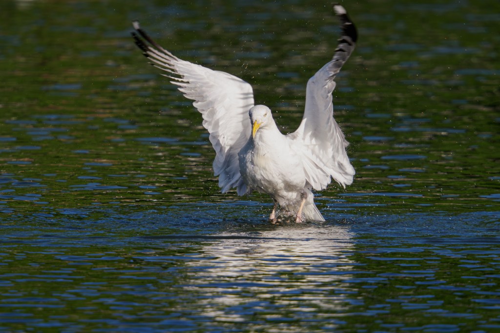 OM System 150-600mm F5-6.3 gull sample image.