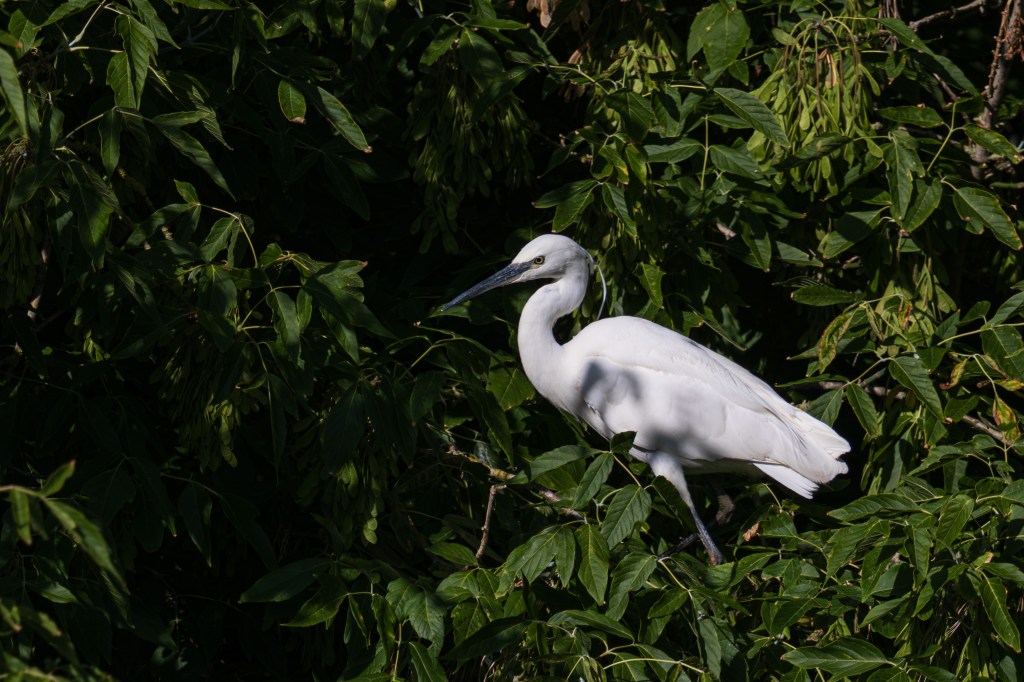 OM System 150-600mm F5-6.3 egret sample image. 