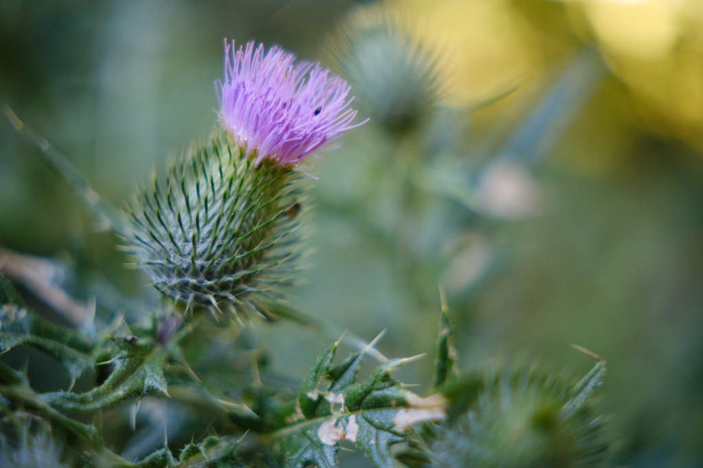Sigma 17-40mm F1.8 thistle close-up sample image